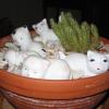 Chatons
