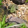 A kind singing toad