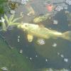 Japanese carps
