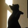 attentif