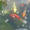 with happy fishes
