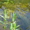 and aquatic plants