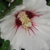 The flowers