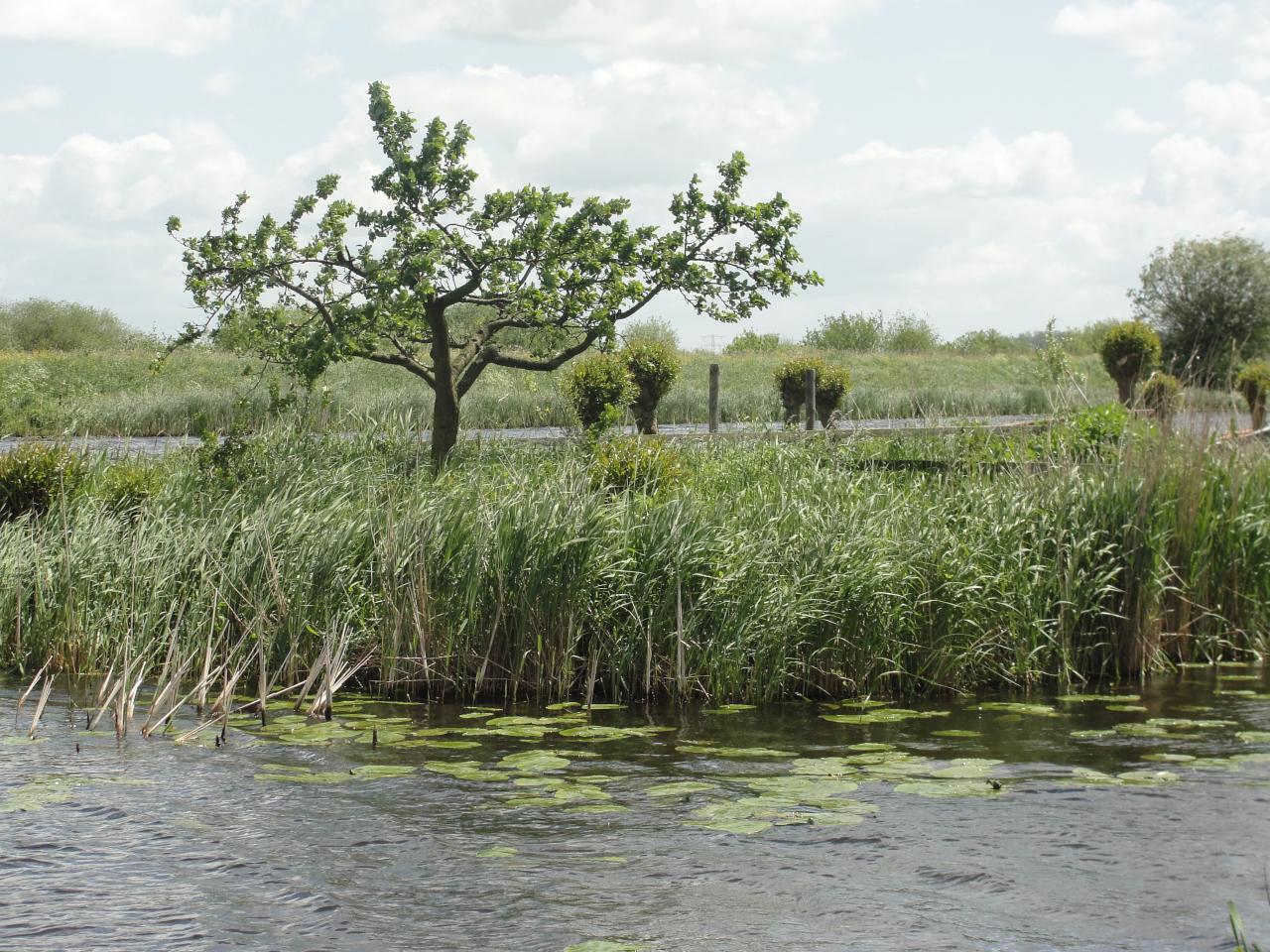 13-Kinderdijk