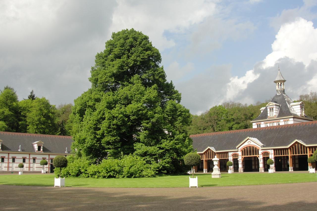 06-Un arbre maginfique!