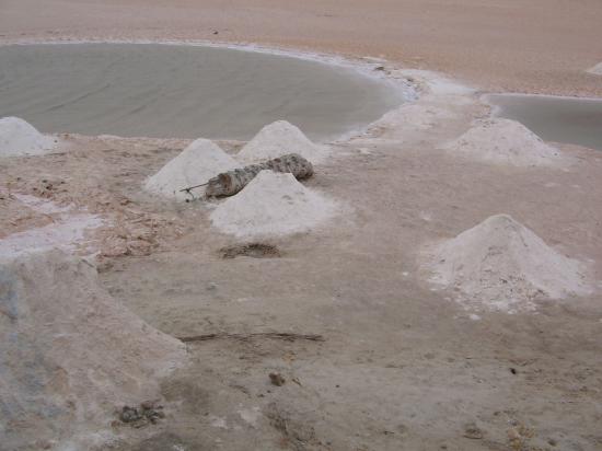 le Chott (Tunisie)
