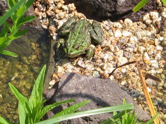 A kind singing toad