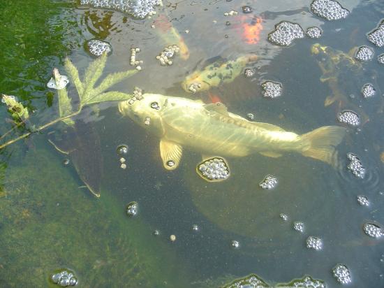 Japanese carps