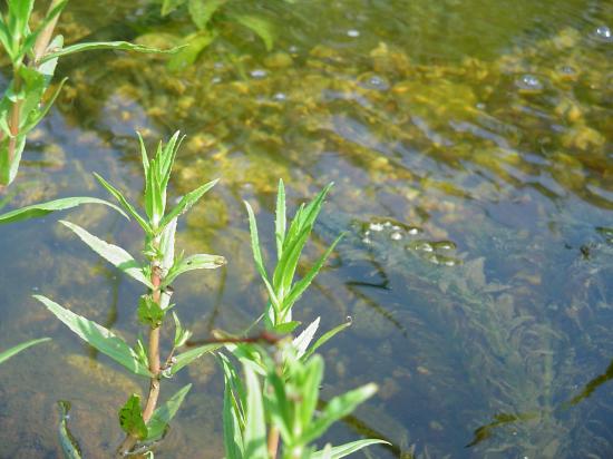 and aquatic plants